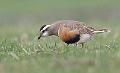 Boltit - Eurasian dotterel (Charadrius morinellus) female 